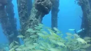 Diving Salt Pier and 1000 Steps Bonaire