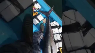 صيد سمك التونة 🐟🐟 في عمان - مشابك اذكروا الله (أحجام كبيره)