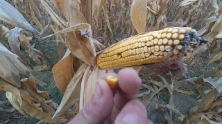 кукуруза насіня 2019 огляд