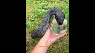 Thirsty Black-necked spitting cobra #snackcares4u #snake #shorts