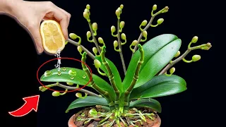 Just a few drops! The orchid immediately produced 500 buds on the same branch