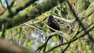 Common blackbird (Turdus merula) | Bird Sounds 🎤🦆