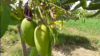 gifting Mango Tree || how to grow mango tree from seed  || آم کا بغیچا