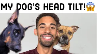 Sounds That Will Make Your Dog Tilt Their Head (100% GUARANTEED!)