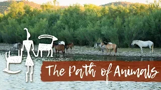 The Path of Animals || Wilderness Therapy at Anasazi Foundation