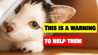 Is Your Cat in Trouble? 10 Signs You Can't Ignore