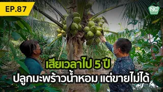 เสียเวลาไป 5 ปี ปลูกมะพร้าวน้ำหอมแต่ขายไม่ได้ "มะพร้าวน้ำหอมกลาย" NC coconut Farm EP.87