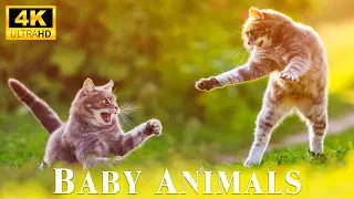 Relax With Baby Animals Fun Moments With Relaxing Music, Good Mood Music, Baby Animals 4K