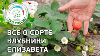 Сорт клубники Елизавета. 🍓 Селекционер о сорте крупноплодной ремонтантной земляники Елизавета.