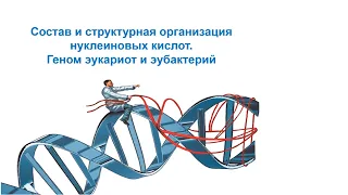 Состав и структурная организация нуклеиновых кислот. Геном эукариот и эубактерий. Часть 1