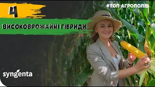 НАСІННЯ 🌽  ДЛЯ ЦЕНТРУ ТА ЗАХОДУ УКРАЇНИ #ТопАгрополів