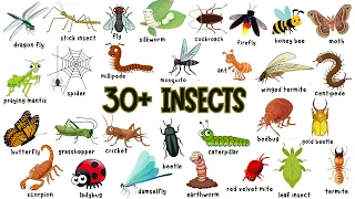 Learn Insect Names for Kids in English |🐞🐜🕷️ 30+ Insects Names for Children Learning | Kids Stuffz