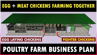 Egg Laying Chickens and Rooster Farming Together | Poultry Farm Business Plan