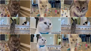 Cats make food 2022 "That Little Puff" Tiktok Compilation New #48 Cats make food 2022 "That Little