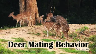 Deer Mating | Spotted Deer Mating | Wild Animal Mating | Udawalawe National Park