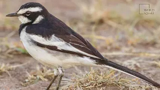 Interesting facts about African pied wagtail