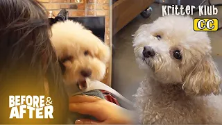 Shocking Opinion Of Expert Seeing Dog That Cries Endlessly | Before & After Makeover Ep 56
