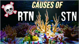 Why Acropora coral die in the reef tank | RTN STN