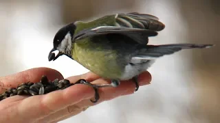 Great tit with chicks is in the nest (ox-eye)