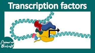 Transcription factors | general transcription factors | transcription factor networks | Molbio
