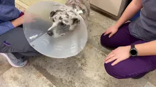 How to Put an Elizabethan Collar (Cone) on a Dog