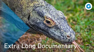 Wild Encounters: Andreas Kieling's Quest for Rare Species | Extra Long Documentary