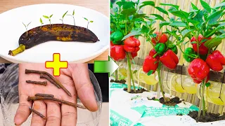 The method of growing bell peppers in recycled plastic bags | Growing chili in bananas