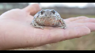 Кто такая чесночница. Нескучная жизнь.