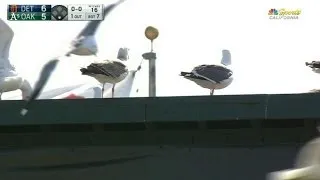 DET@OAK: Birds swarm the field at Oakland Coliseum