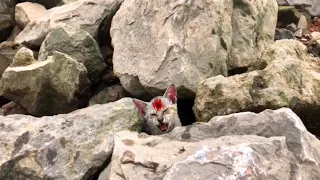 Kittens Rescue Stucked Under the Rock Cute Mischievous kitten after Rescue//Kittens Rescue//#rescue