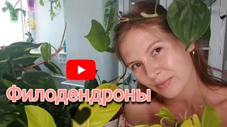 Обзор 8 сортов филодендронов/Неприхотливые растения? Листья-сердечки💚