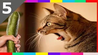 Funny Cats Compilation NEW 2016 ᴴᴰ w/ Cat fails 2016 ✔ Funny pets #5