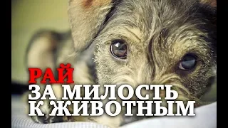 РАЙ ЗА МИЛОСТЬ К ЖИВОТНЫМ!!!