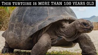 104 YEARS OLD TORTOISE #SOUTH African zoo
