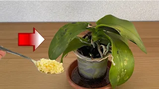 Just sprinkle a spoon! Dying orchid suddenly came back to life