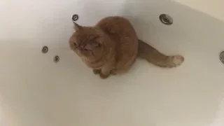 Как успокоить кота