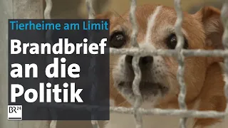 Tierheime am Limit: Brandbrief an die Bundesregierung | Abendschau | BR24