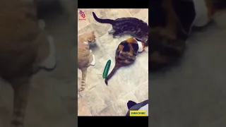 Cat Fear When Sees The Cucumber Behind  😂😂😂😂😂 #shorts Funny Crazy Cat Videos