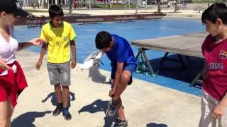 Поймали чайку на удочку (Seagull on the fishing rod in Spain, Calafell) Испания