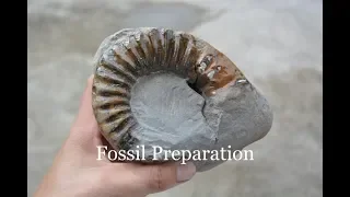 Fossil prep video