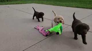 DJ Labradors Puppies at 5 weeks old! Playing outside! Fall Time Fun!!