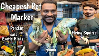 Mumbai Cheap Pet Market | Pet Shop At Crawford Market | Cheapest Pet Market Mumbai |