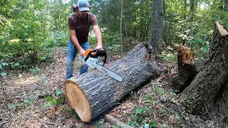 New chainsaw! Stihl MS251C, cutting some oak and moving it with the bx 25 Kubota