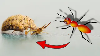 Fierce ant VS natural enemy antlion, No sand