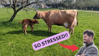 Cow giving birth! - please be alive!!