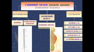 Спинний мозок  (лекція з курсу - "Анатомія та еволюція нервової системи")