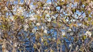 20130503.119.Tree.Leaves.Branches.Blossoms.Vibrating.From.East.Wind