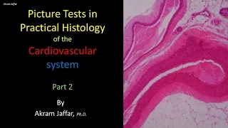 Picture tests in histology of the cardiovascular system 2