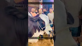 💖Entry Owais Raza Qadri Cow Mandi || Karachi 2023