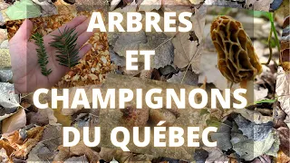 Identifier les arbres pour mieux identifier les champignons du Québec